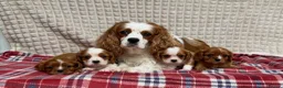 Cavalier King Charles Spaniel dogs for sale: STUNNING CAVALIER KING CHARLES PUPPIES  - Advert 1