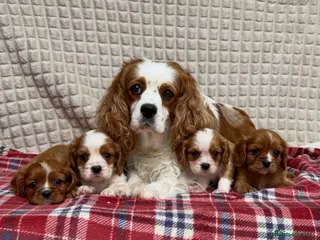 Cavalier King Charles Spaniel dogs for sale: STUNNING CAVALIER KING CHARLES PUPPIES - Advert 1