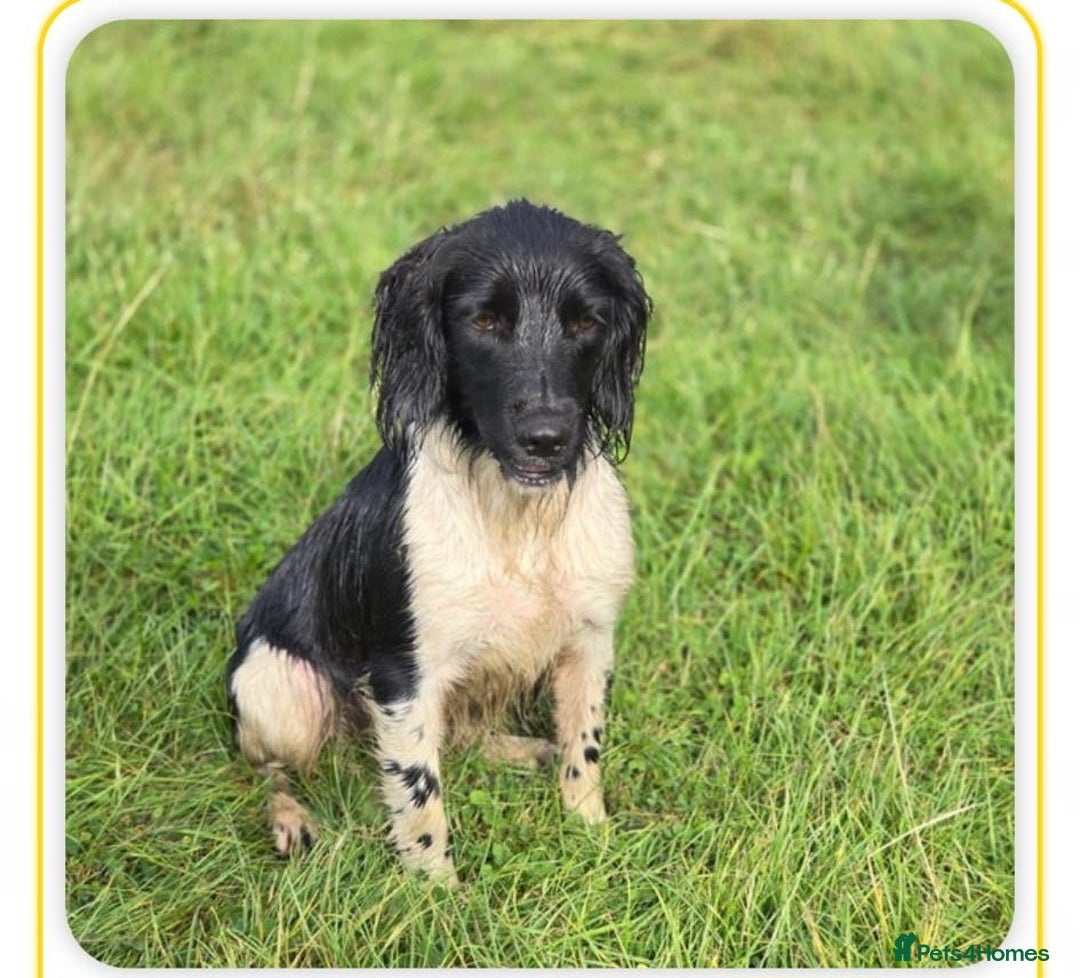 English Springer Spaniel dogs for sale: Hip/Elbow Scored and Health Tested, KC Springers  - Advert 10