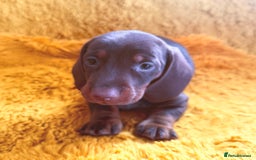 Dachshund dogs for sale: dachshund puppies  - Image 24