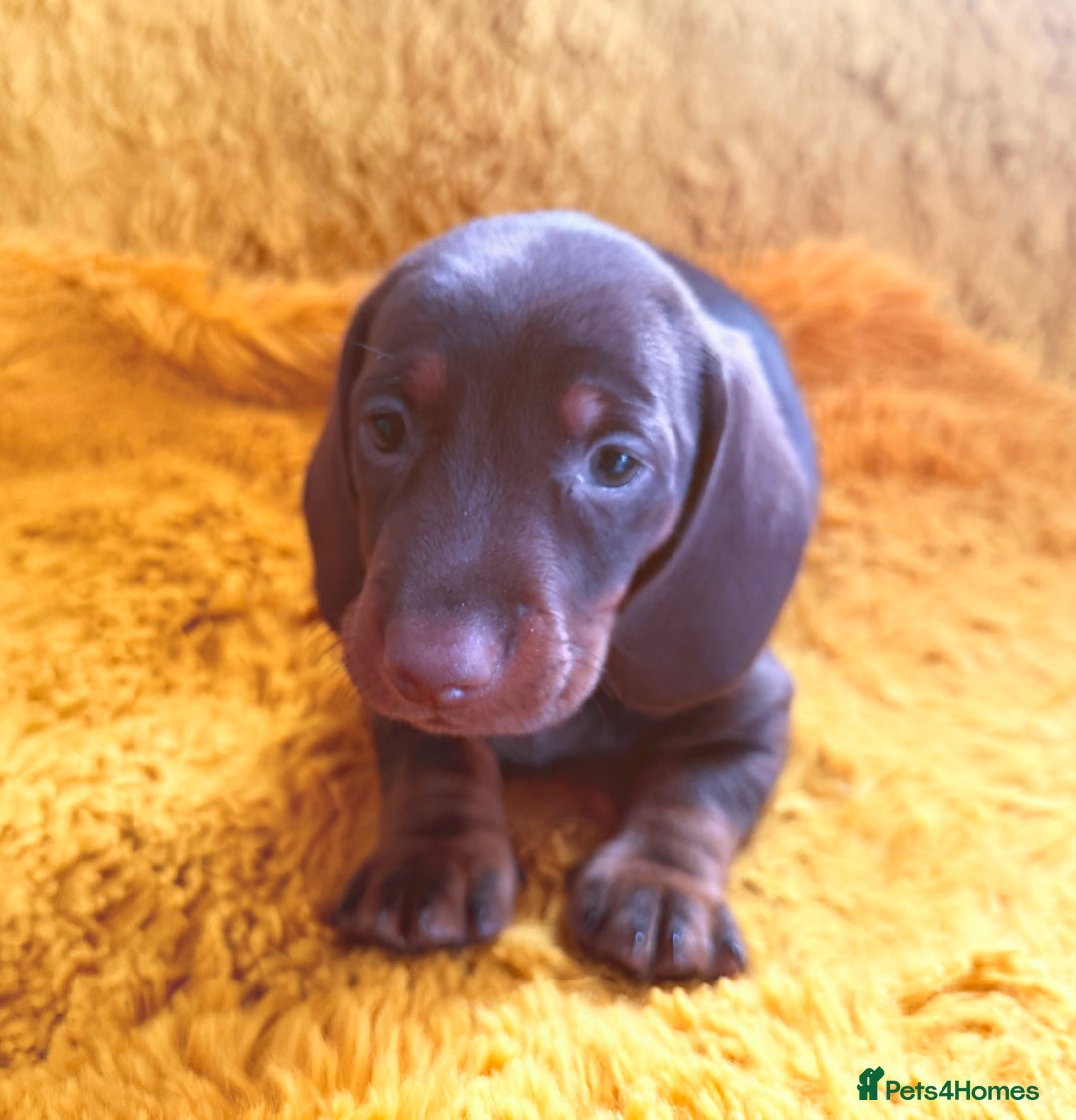 Dachshund dogs for sale: dachshund puppies  - Image 24