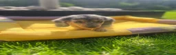 Miniature Dachshund dogs for sale: Adorable Puppies in Birmingham - Advert 11
