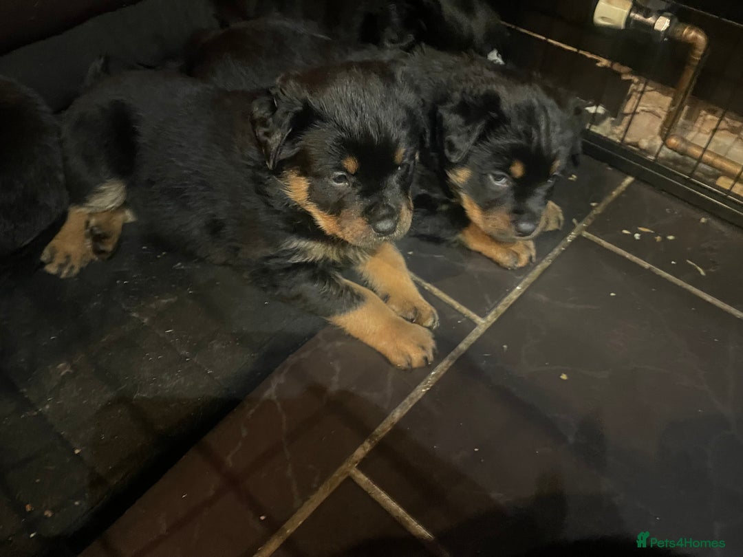Rottweiler dogs for sale: Rottweiler x Rottweiler Akita  - Advert 12