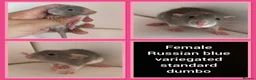 Rat rodents for sale: Adorable baby rats for sale  - Advert 7