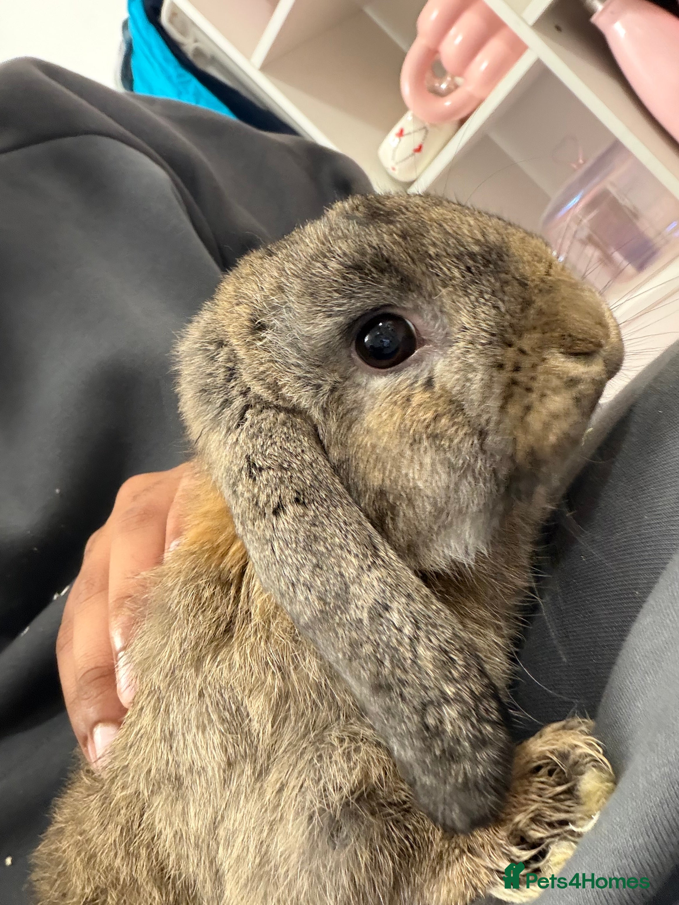 Mixed Breed rabbits Two male Bunnies Looking for new home  in Dagenham - Advert 2