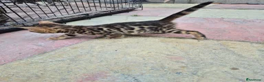 Bengal 1