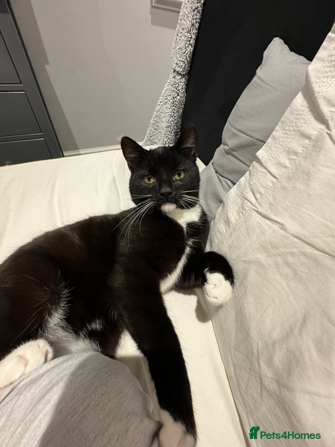 British Shorthair cats for sale: Male Cat for sale!  - Image 5