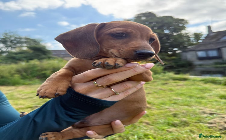 Miniature Dachshund dogs - Advert 11