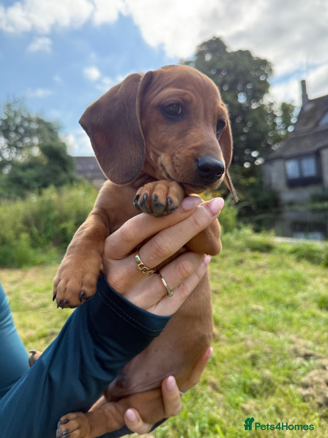 Miniature Dachshund dogs for sale: READY NOW Shaded Red Boy Mini dachshund! Last one! - Image 1