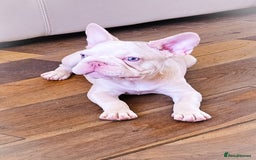 French Bulldog dogs for sale: Premier French Bulldog litter  - Image 3