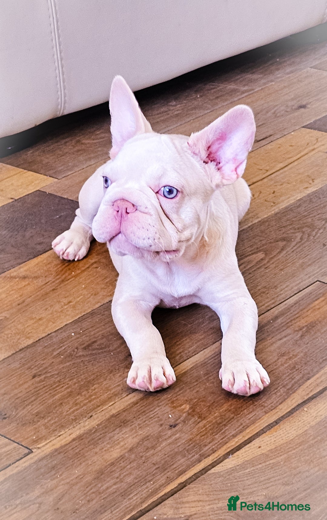 French Bulldog dogs for sale: Premier French Bulldog litter  - Image 3