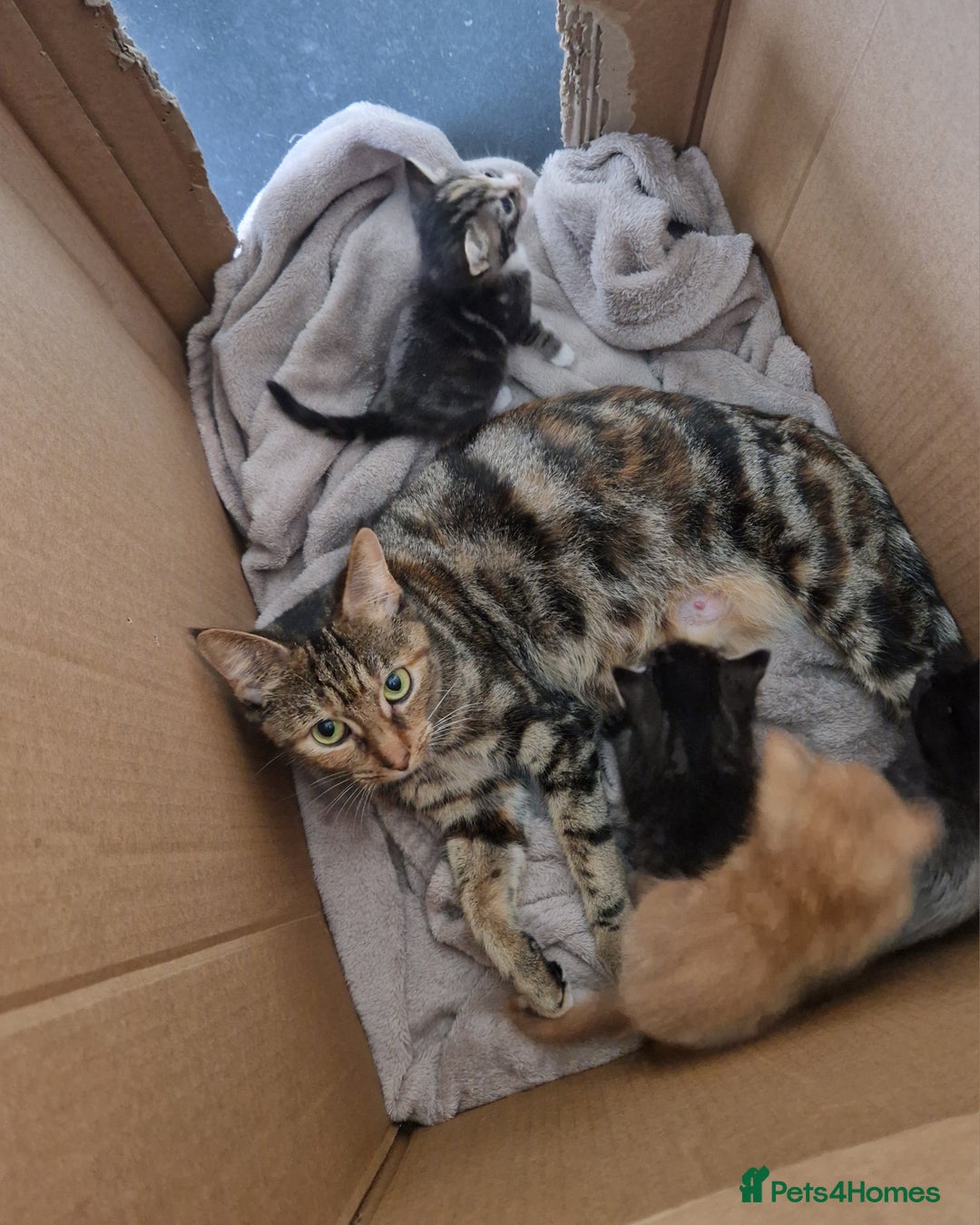 Mixed Breed cats for sale: Gorgeous Bundle Of Fluffy Kittens - Image 11