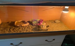 Tortoise reptiles for sale: Horsfield Tortoise and enclosure - Image 2
