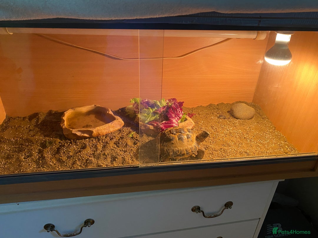 Tortoise reptiles for sale: Horsfield Tortoise and enclosure - Image 2