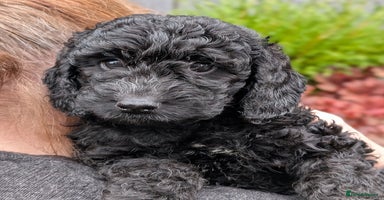 Australian Labradoodle dogs - Advert 5