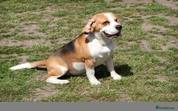 Beagle dogs for stud: Full Pedigree beagle for Stud! - Image 4