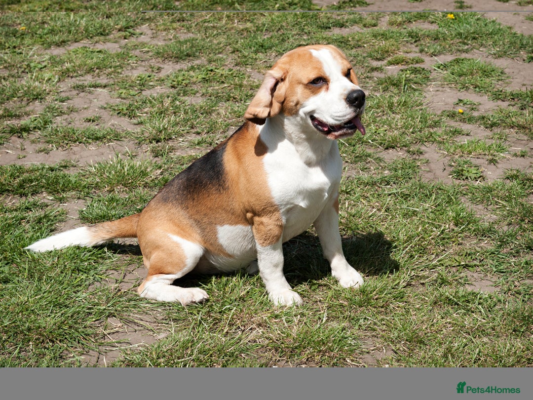 Beagle dogs for stud: Full Pedigree beagle for Stud! - Image 4