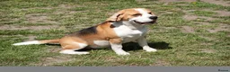 Beagle dogs for stud: Full Pedigree beagle for Stud! - Advert 4