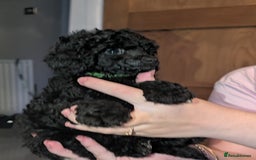 Toy Poodle dogs for sale: Toy poodle boys  - Image 8