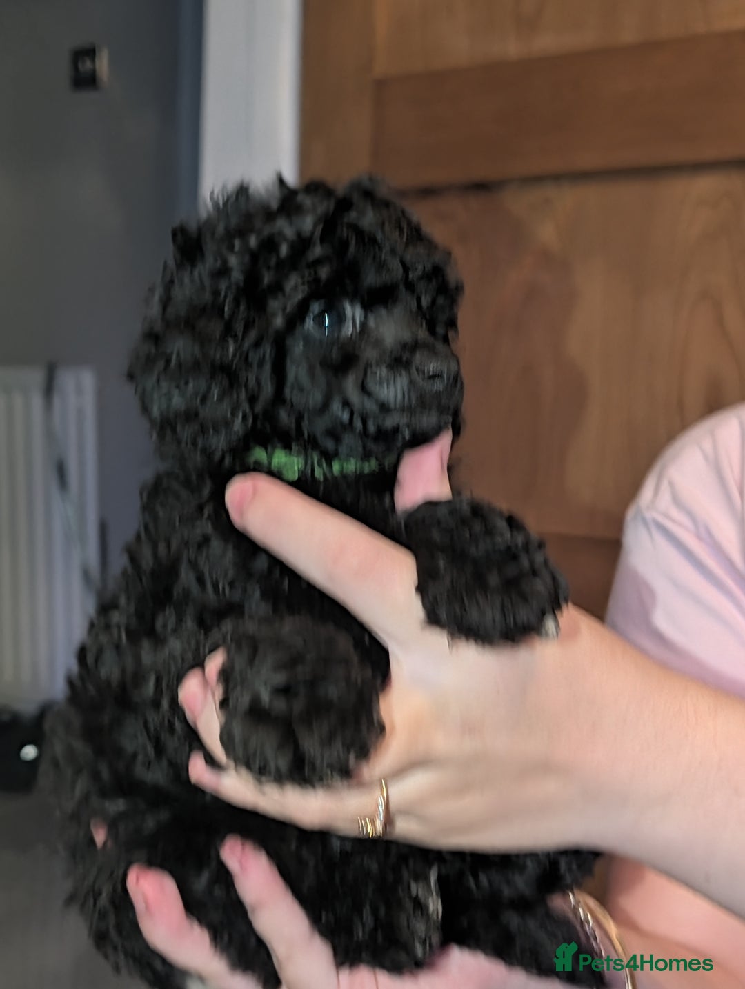 Toy Poodle dogs for sale: Toy poodle boys  - Image 8