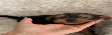Yorkshire Terrier 2 boy