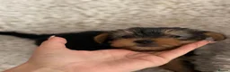 Yorkshire Terrier dogs for sale: Yorkshire terrier 2 boys - Advert 4