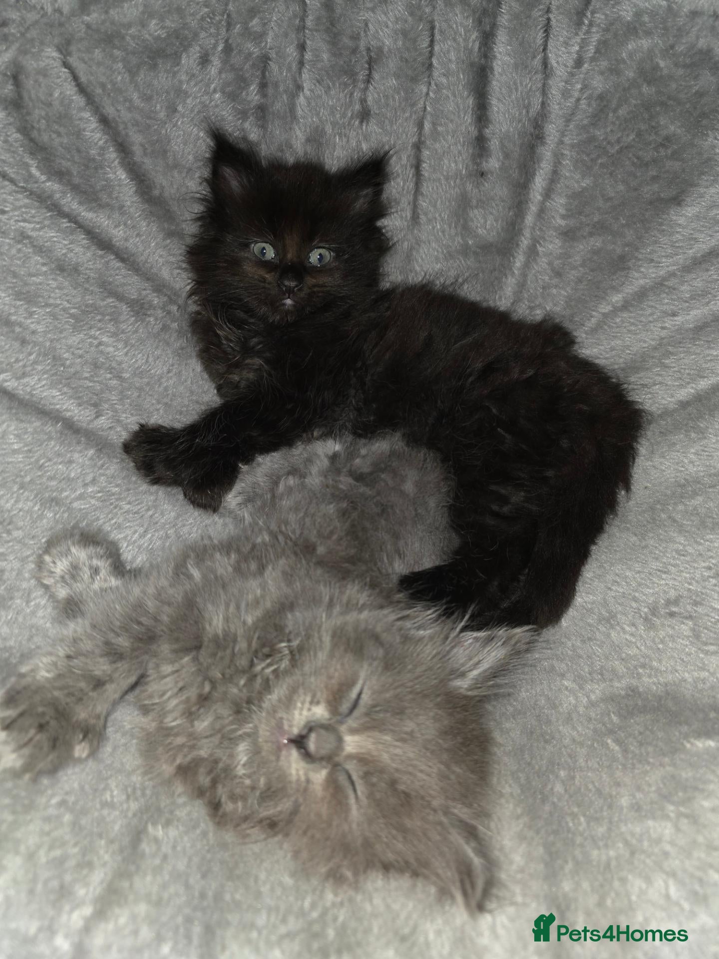 Maine Coon cats for sale: 3/4 mainecoon x ragdoll polydactyl  - Advert 1