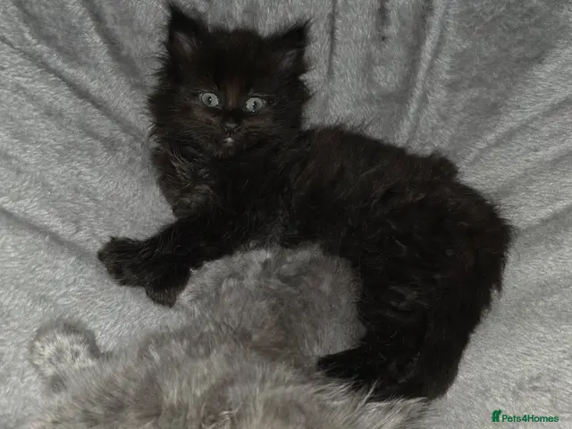 Maine Coon cats for sale: 3/4 mainecoon x ragdoll polydactyl - Advert 1