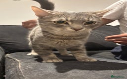 Domestic Shorthair cats for sale: 1 x Male and 1x Female cat - Advert 4