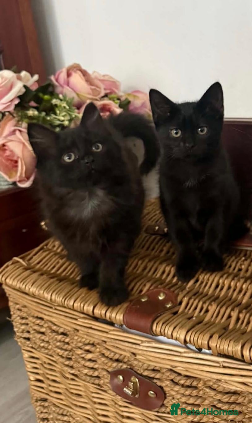 Mixed Breed cats Kittens - Advert 4