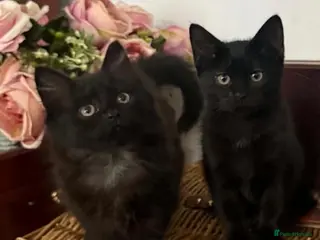 Mixed Breed cats Kittens - Advert 4
