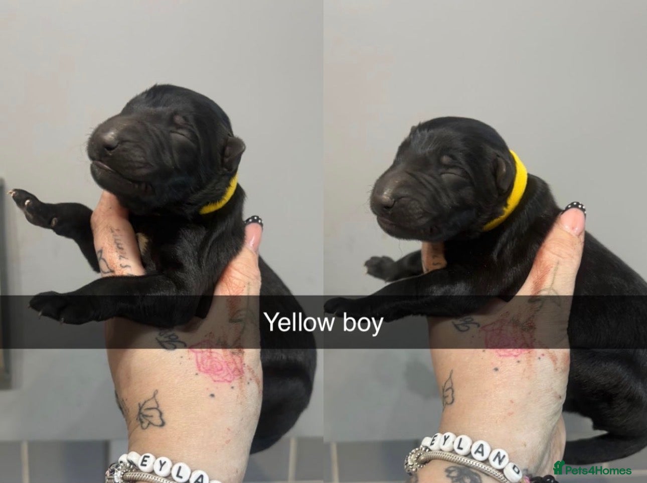 German Shepherd dogs German shepherd black  - Advert 2