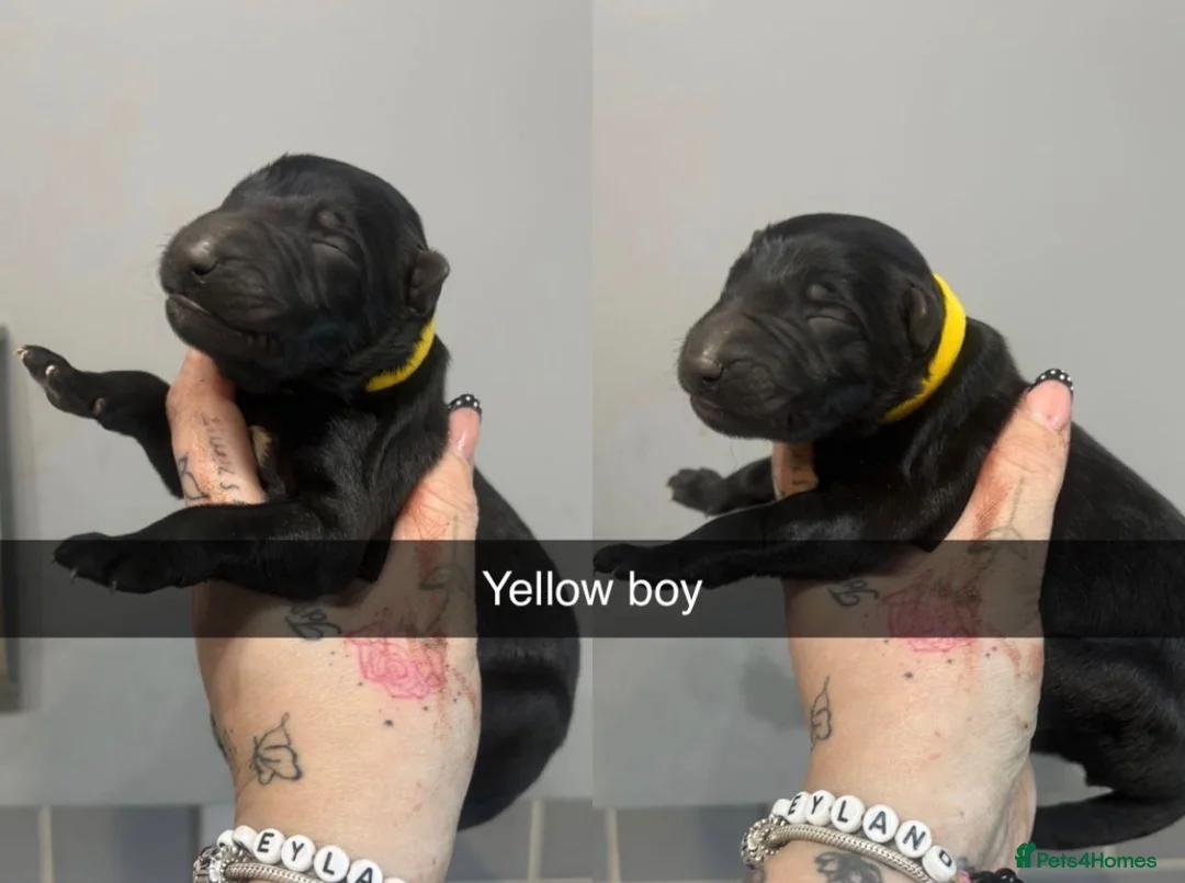 German Shepherd dogs for sale: German shepherd black  in Halifax - Advert 2