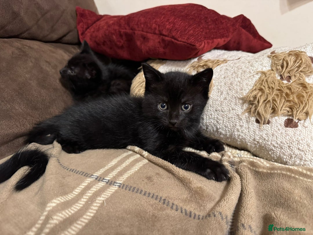 Mixed Breed cats for sale: Kittens for sale - ONLY 2 BLACK MALES REMAINING - Image 9