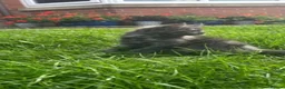 Maine Coon cats for sale: Maine Coon Kittens in Stoke-on-Trent - Advert 5
