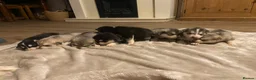 Alaskan Malamute dogs for sale: Alaskan malamute - Advert 4