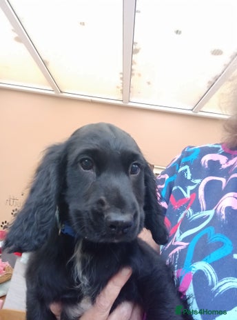 Cocker Spaniel dogs - Advert 17