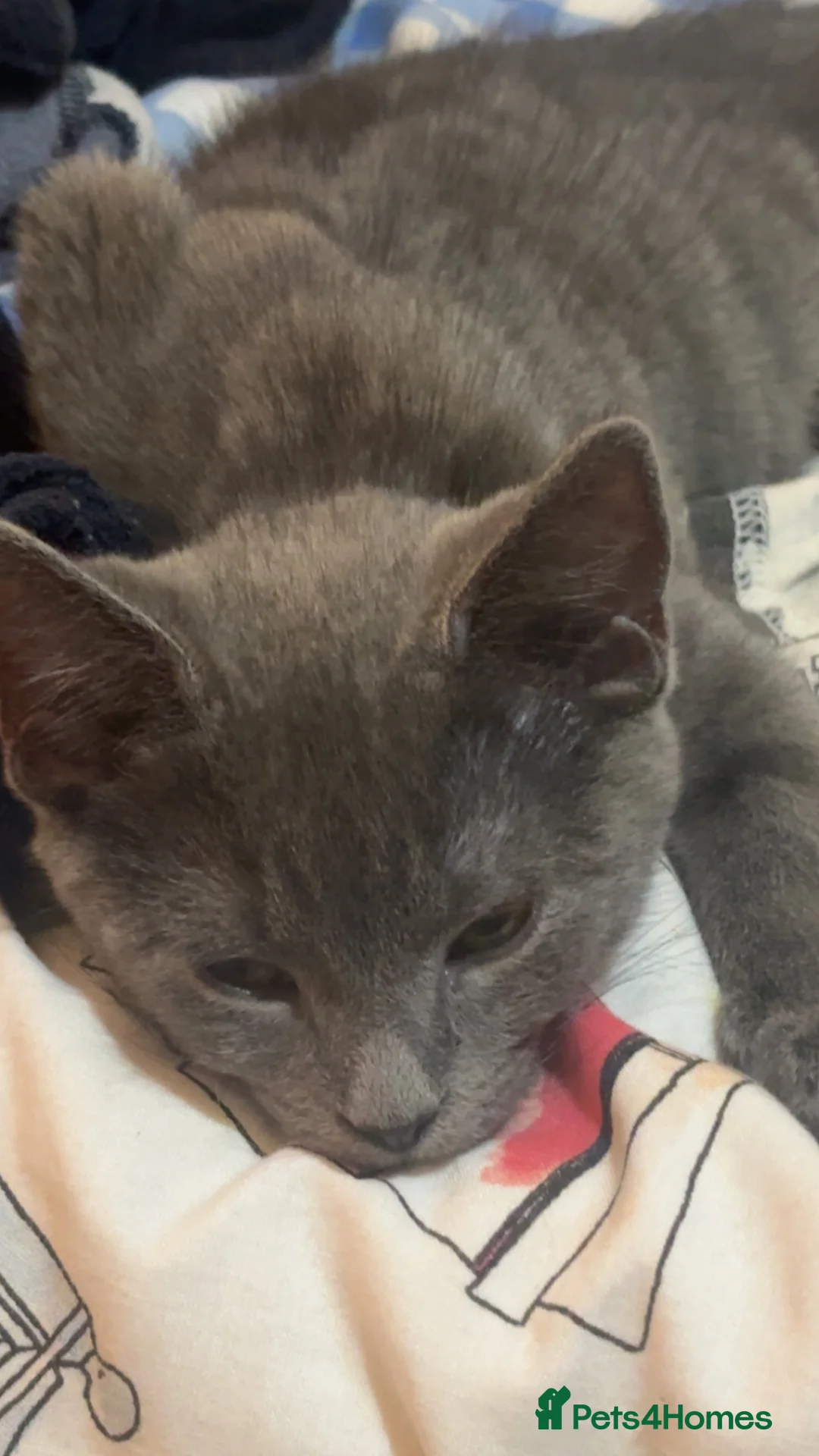 Mixed Breed cats for sale: Mix breed Maine coon kittys  - Advert 6