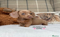 Miniature Dachshund dogs for sale: ❤️MINIATURE DACHSHUNDS❤️ - Image 5
