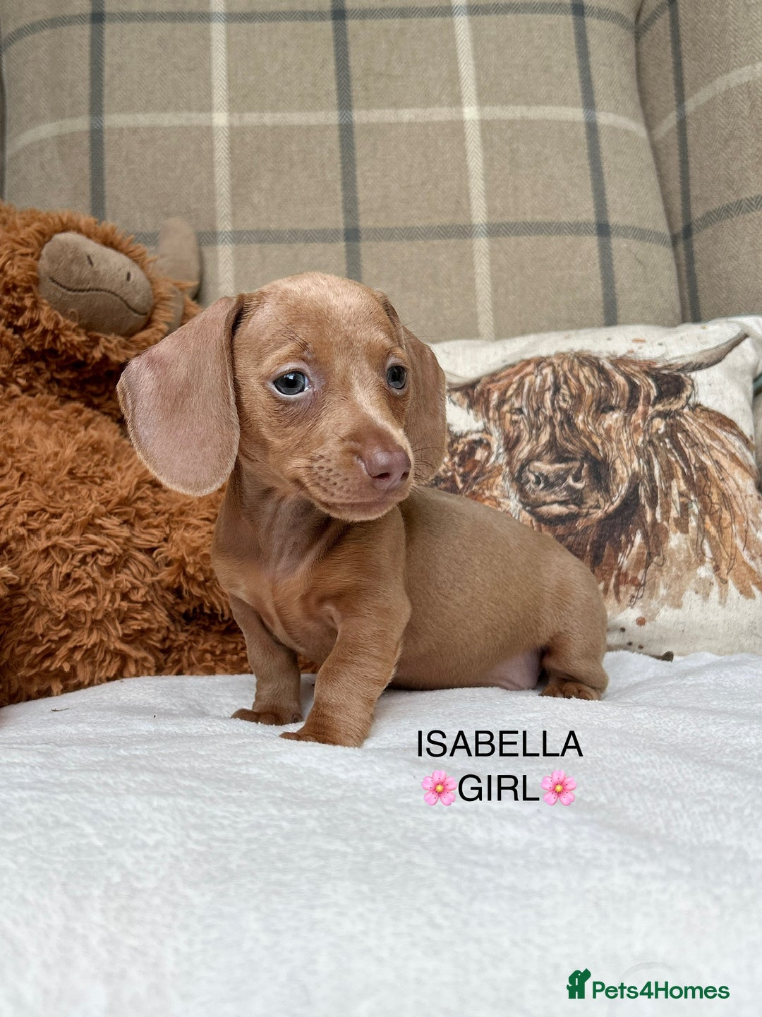 Miniature Dachshund dogs for sale: ❤️MINIATURE DACHSHUNDS❤️ - Image 5