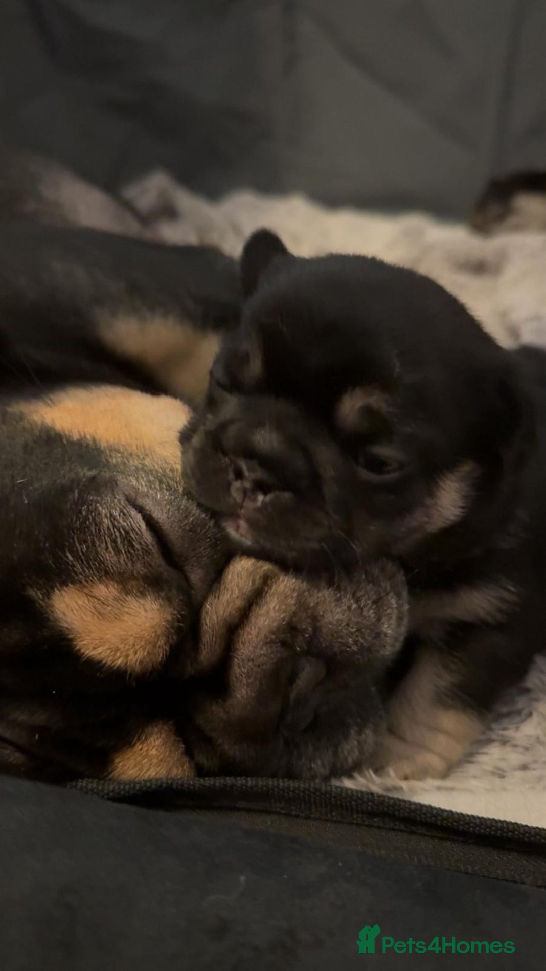 French Bulldog dogs for sale: French bulldogs - Advert 9