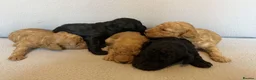 Toy Poodle dogs for sale: Beautiful Toy Poodle Puppies Available - Advert 2
