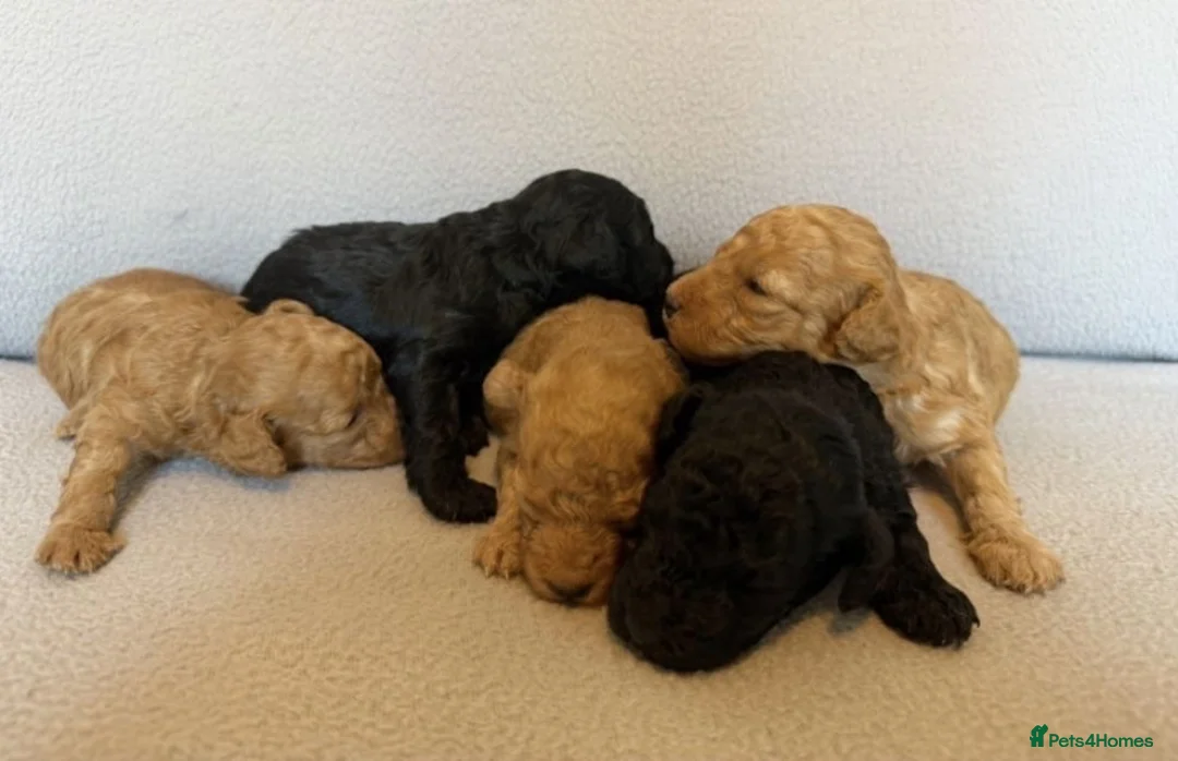 Toy Poodle dogs for sale: Beautiful Toy Poodle Puppies Available - Advert 2
