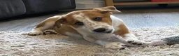 Mixed Breed dogs for sale: 🐾 COLLIE x LURCHER PUPPIES – 3 HANDSOME BOYS 🐾 - Advert 10