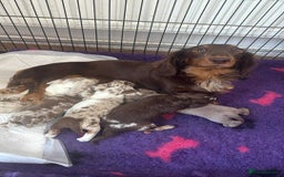 Miniature Dachshund dogs for sale: Miniature dachshunds  - Image 15