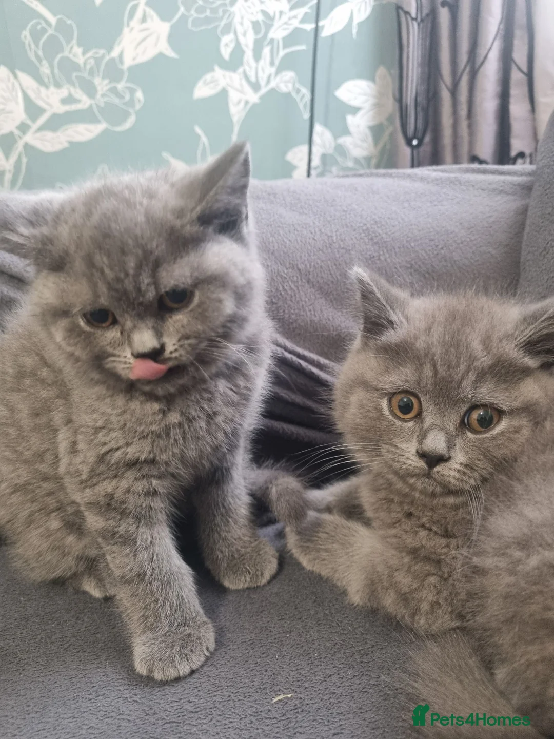 British Shorthair cats for sale: British shorthair kittens - Advert 10