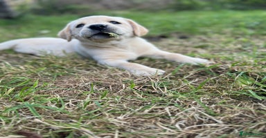 Labrador Retriever dogs - Advert 7