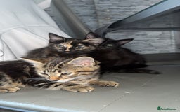 Mixed Breed cats for sale: Playful Kittens Ready to Melt Your Heart ❤️ - Image 3