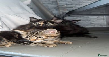 Mixed Breed cats - Advert 5