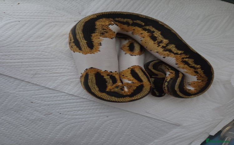 Python Snake reptiles - Advert 1